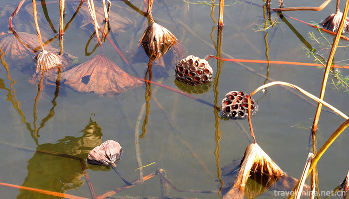 Qin-Lake-National-Wetland-Park-7
