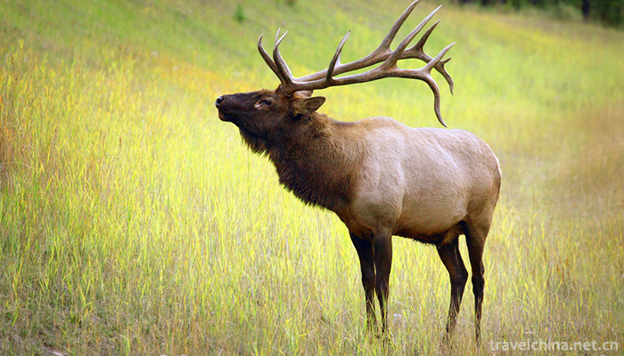 Chinese-Elk-Garden-Scenic-Spot-2