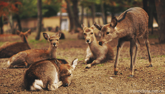 Chinese-Elk-Garden-Scenic-Spot-6