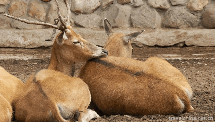 Chinese-Elk-Garden-Scenic-Spot-4