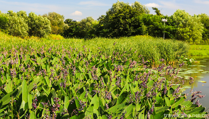 Xixi-National-Wetland-Park-6