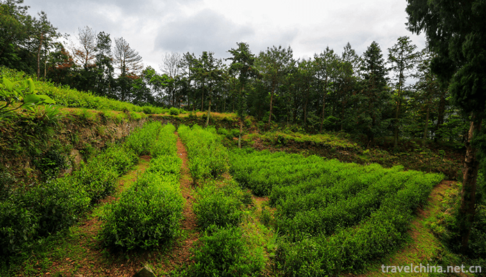 Yandang-Mountain-Scenic-Spot-3
