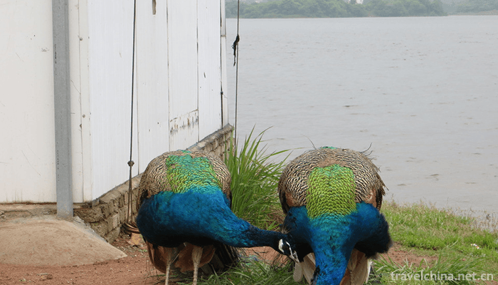 Wan-fo-Lake-Scenic-Area-4