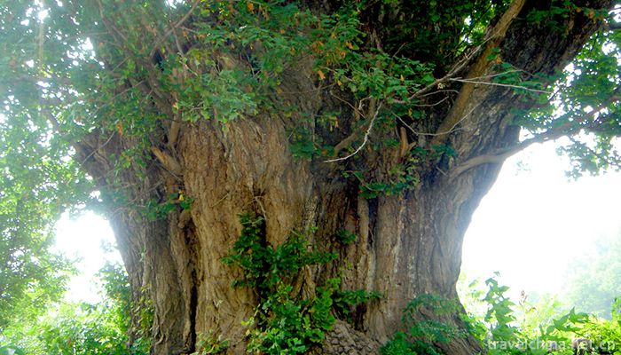 Old-boundary-ridge-of-Funiu-Mountain-4