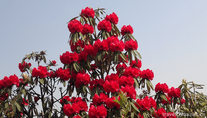 Baili-Rhododendron-Scenic-Area-in-Bijie-City-9