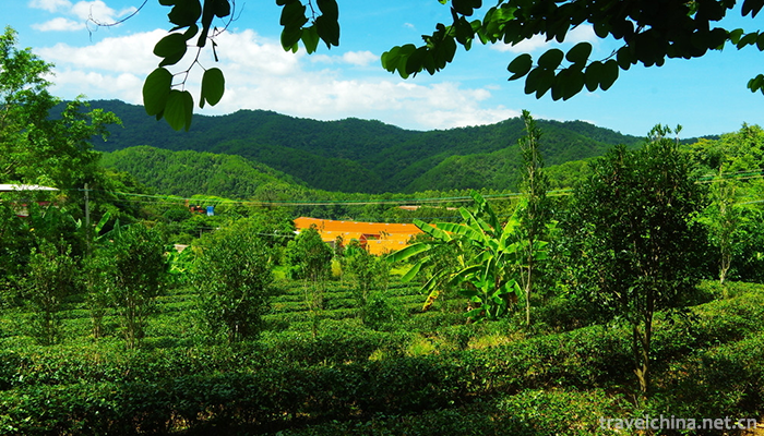 Yan-Nanfei-Tea-Field-Scenic-Area-2