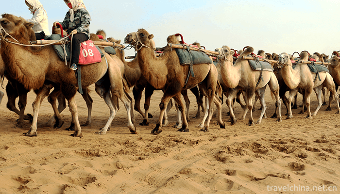 Shapotou-National-Nature-Reserve,-Ningxia-2