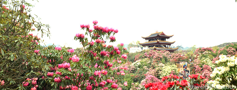 Baili Rhododendron Scenic Area in Bijie City 