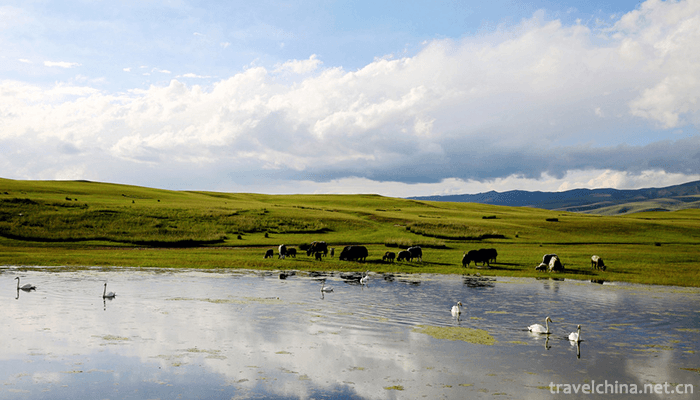 Bayanbulak-Grassland-11