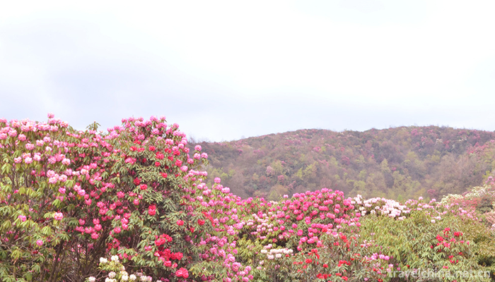 Baili-Rhododendron-Scenic-Area-in-Bijie-City-1
