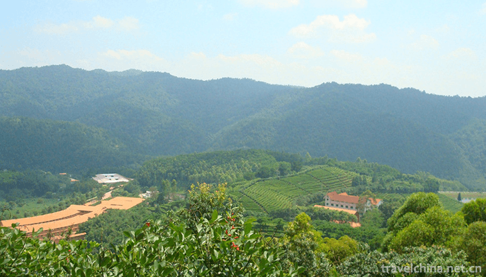 Yan-Nanfei-Tea-Field-Scenic-Area-3