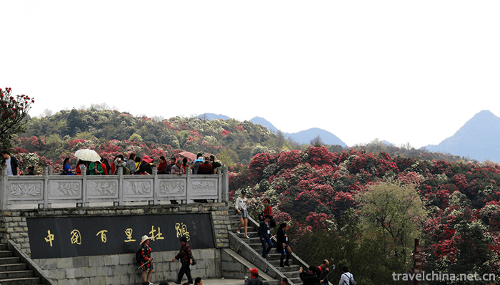 Baili-Rhododendron-Scenic-Area-in-Bijie-City-2