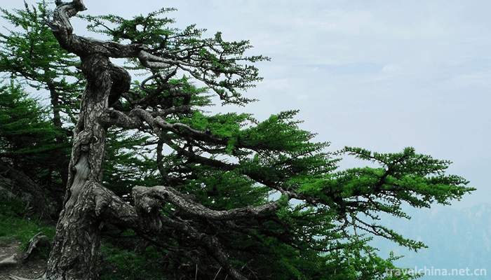 Taibai-Mountain-National-Forest-Gong-9