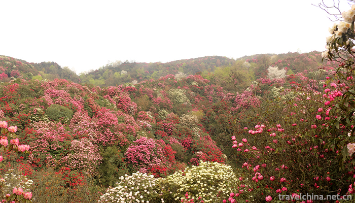 Baili-Rhododendron-Scenic-Area-in-Bijie-City-3