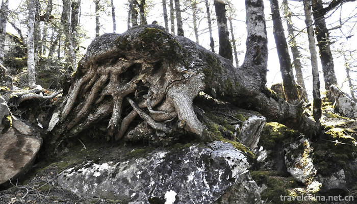 Taibai-Mountain-National-Forest-Gong-4