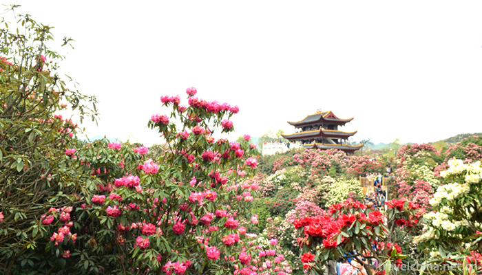 Baili-Rhododendron-Scenic-Area-in-Bijie-City-6