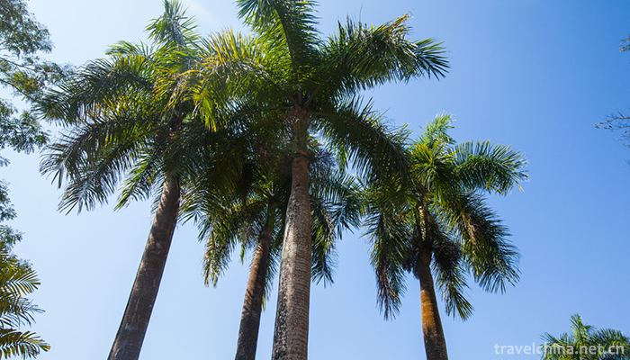 XiShuangBanNa-Tropical-Botanical-Garden,Chines-9