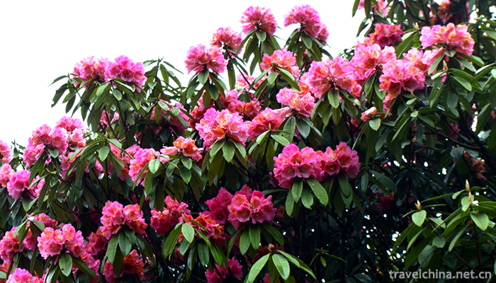 Baili-Rhododendron-Scenic-Area-in-Bijie-City-8