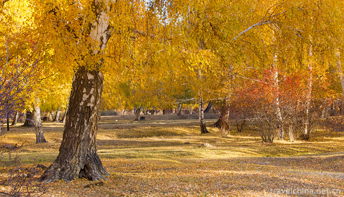 Kanas-Scenic-Area-in-Altay-Area-2