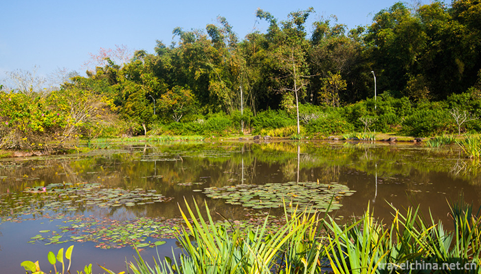 XiShuangBanNa-Tropical-Botanical-Garden,Chines-10