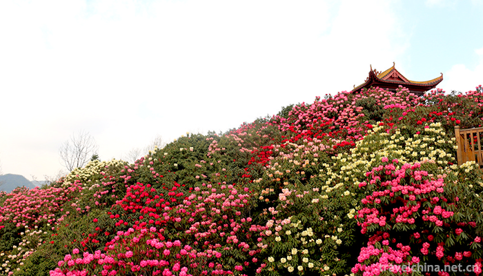 Baili-Rhododendron-Scenic-Area-in-Bijie-City-4