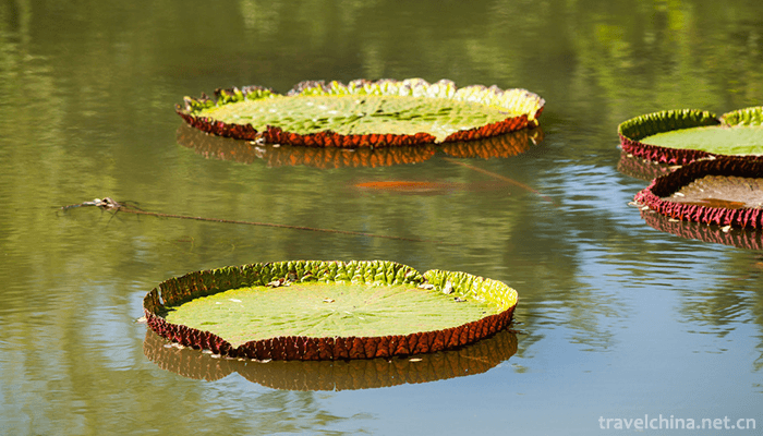 XiShuangBanNa-Tropical-Botanical-Garden,Chines-15