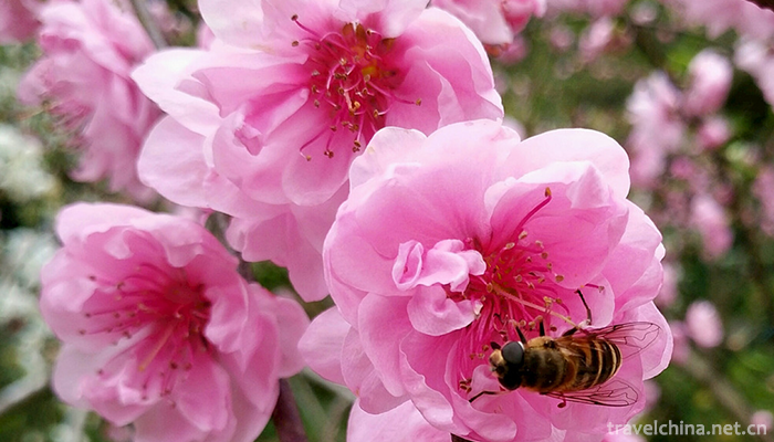 Youyang-Peach-Blossom-Source-Tourist-Scenic-Area-4