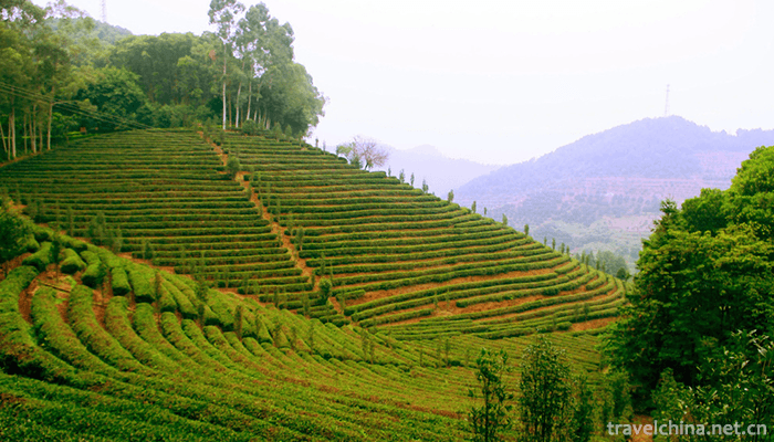 Yan-Nanfei-Tea-Field-Scenic-Area-10