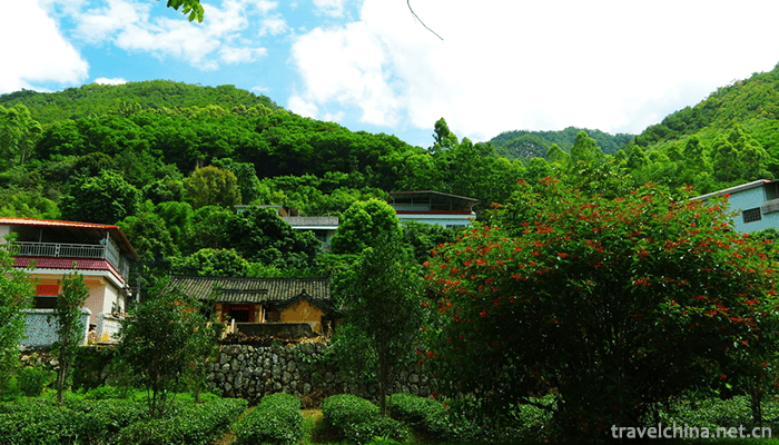 Yan-Nanfei-Tea-Field-Scenic-Area-6