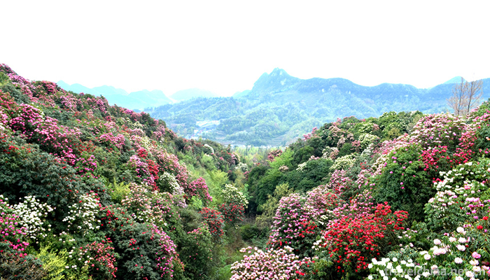 Baili-Rhododendron-Scenic-Area-in-Bijie-City-7