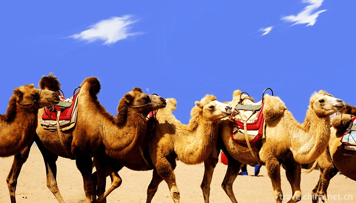 Shapotou-National-Nature-Reserve,-Ningxia-10