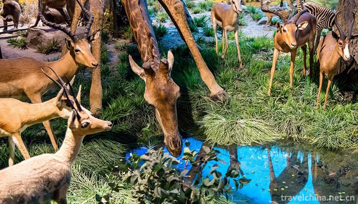 Beijing-Museum-of-Natural-History-2