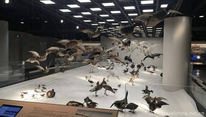 Shanghai-Museum-of-Natural-History-4