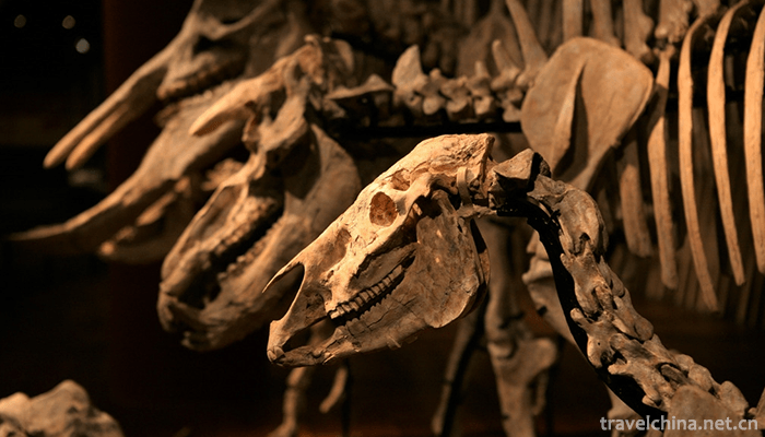 Shanghai-Museum-of-Natural-History-2