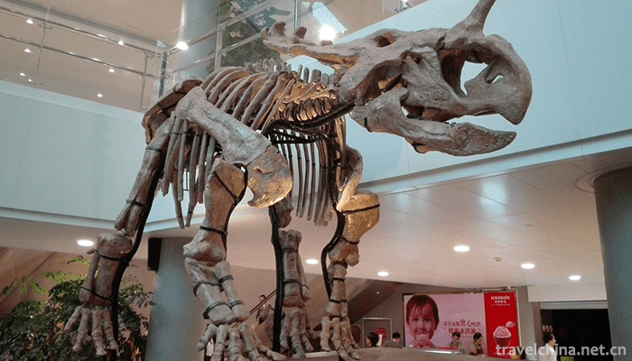 Shanghai-Museum-of-Natural-History-6