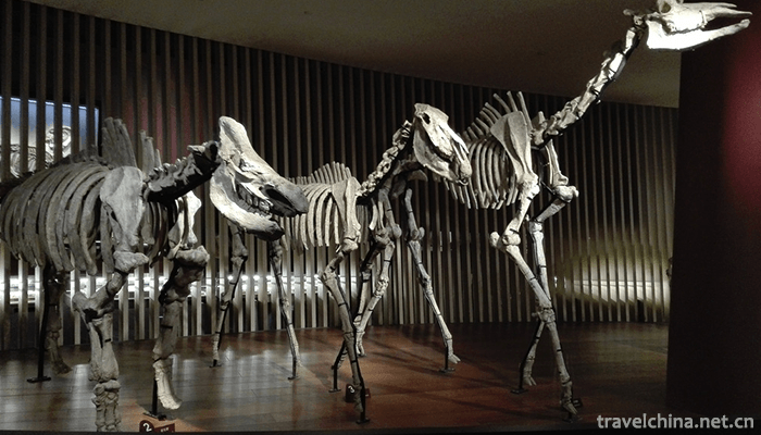 Shanghai-Museum-of-Natural-History-5