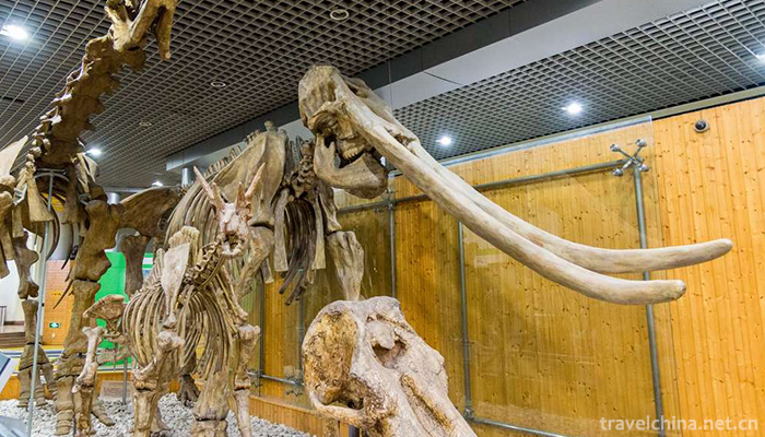 Beijing-Museum-of-Natural-History-6