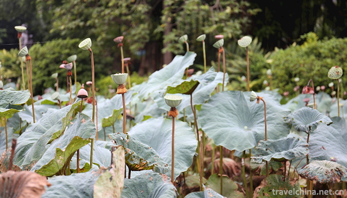Three-Water-Lotus-World-1