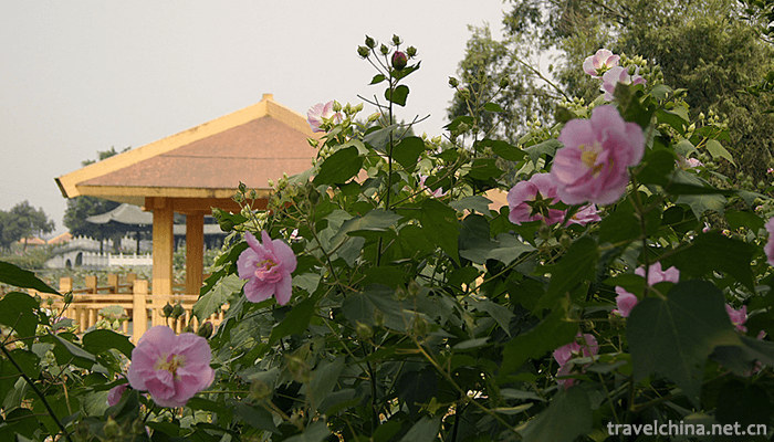 Three-Water-Lotus-World-4