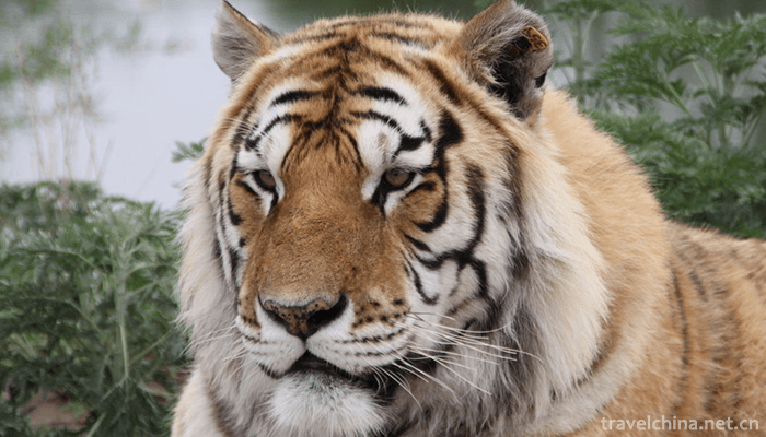The-Siberian-Tiger-Park-4