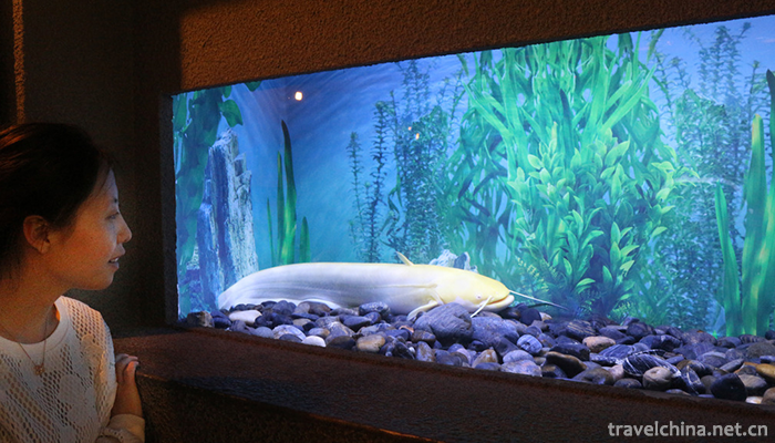 Shanghai-Ocean-Aquarium-2