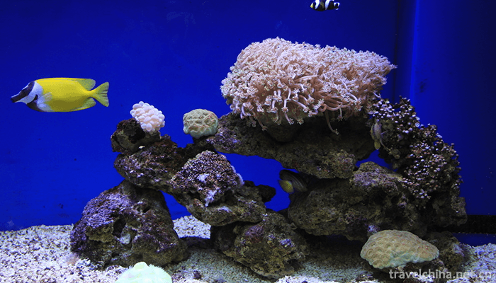 Shanghai-Ocean-Aquarium-4