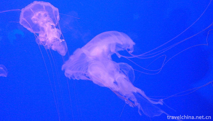 Shanghai-Ocean-Aquarium-5
