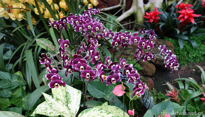 Shanghai-Chen-Shan-Botanical-Garden-6