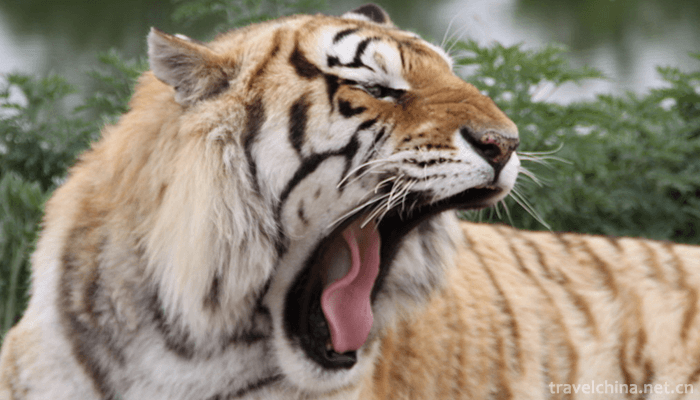 The-Siberian-Tiger-Park-2