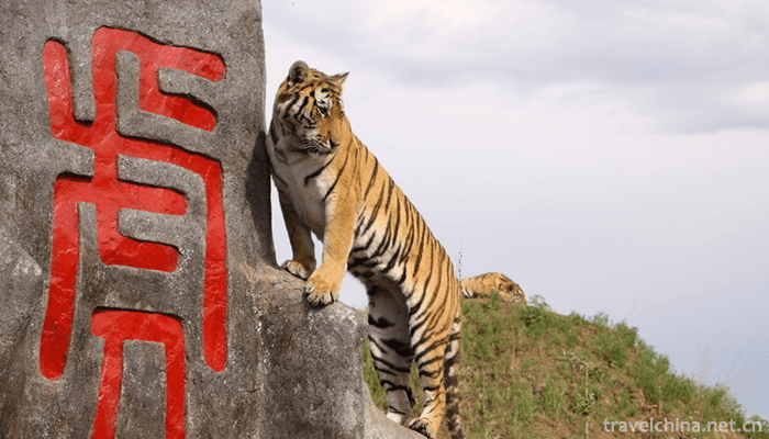 The-Siberian-Tiger-Park-3