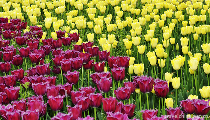 Shanghai-Flower-Port-3