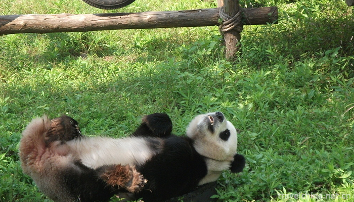 Shanghai-Wildlife-Park-3
