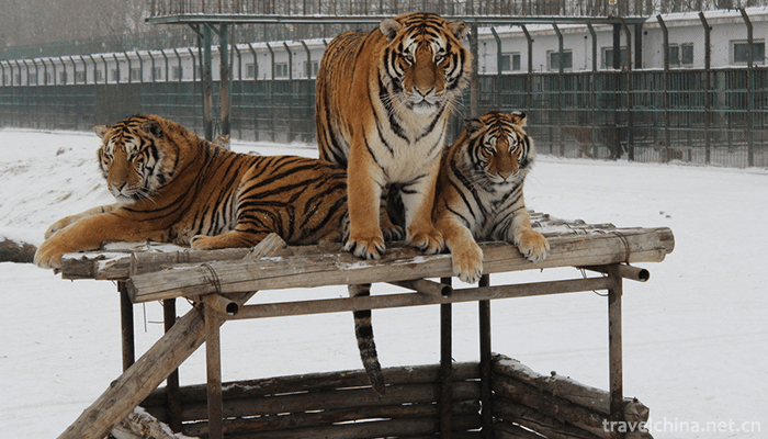 The-Siberian-Tiger-Park-8