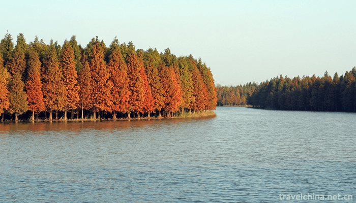 Shanghai-Gulf-National-Forest-Park-1